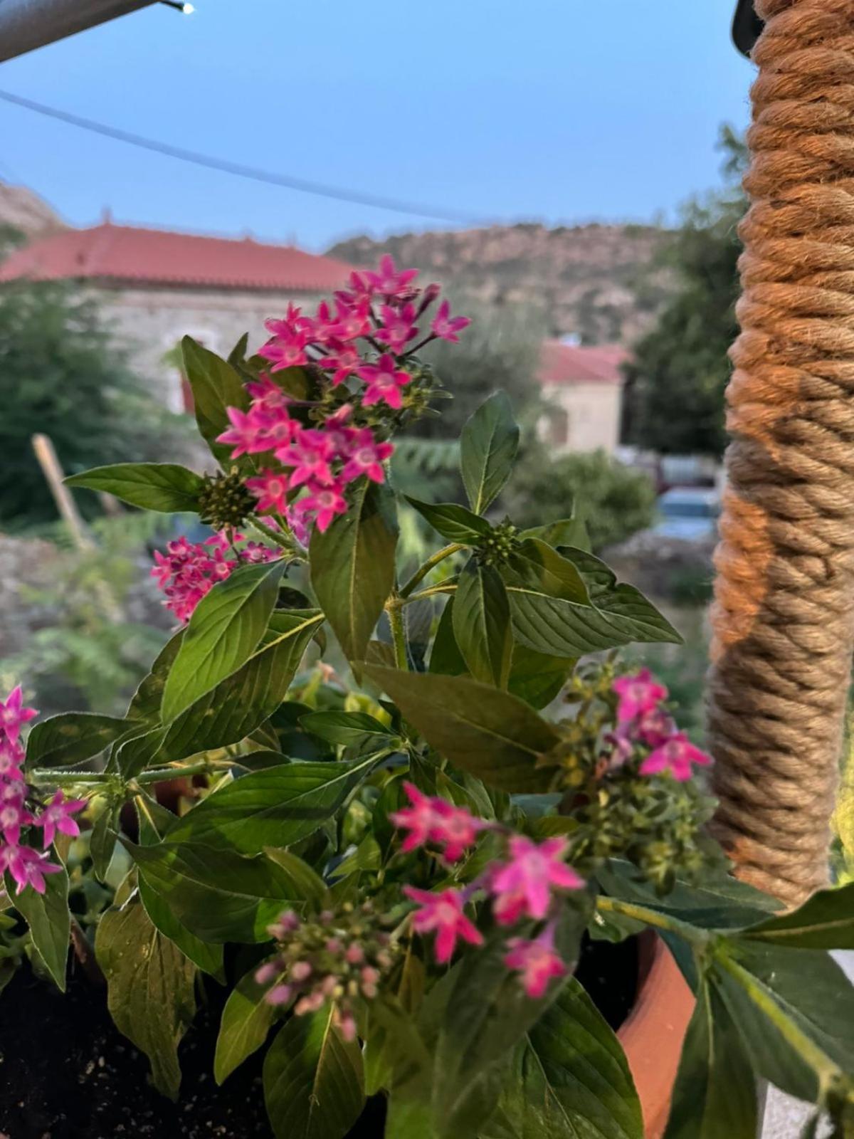 Afroditi'S 1 إريسو المظهر الخارجي الصورة